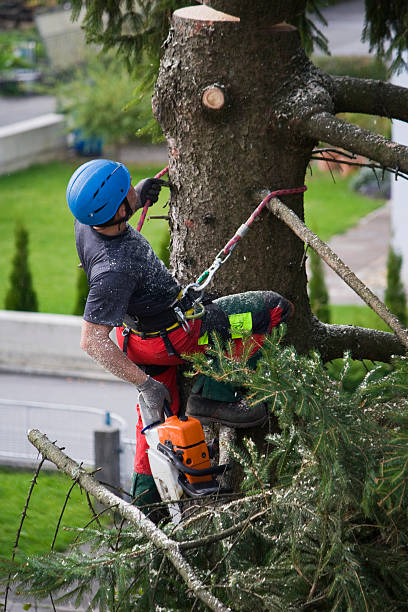 Lake Of The Woods, AZ Tree Removal Company